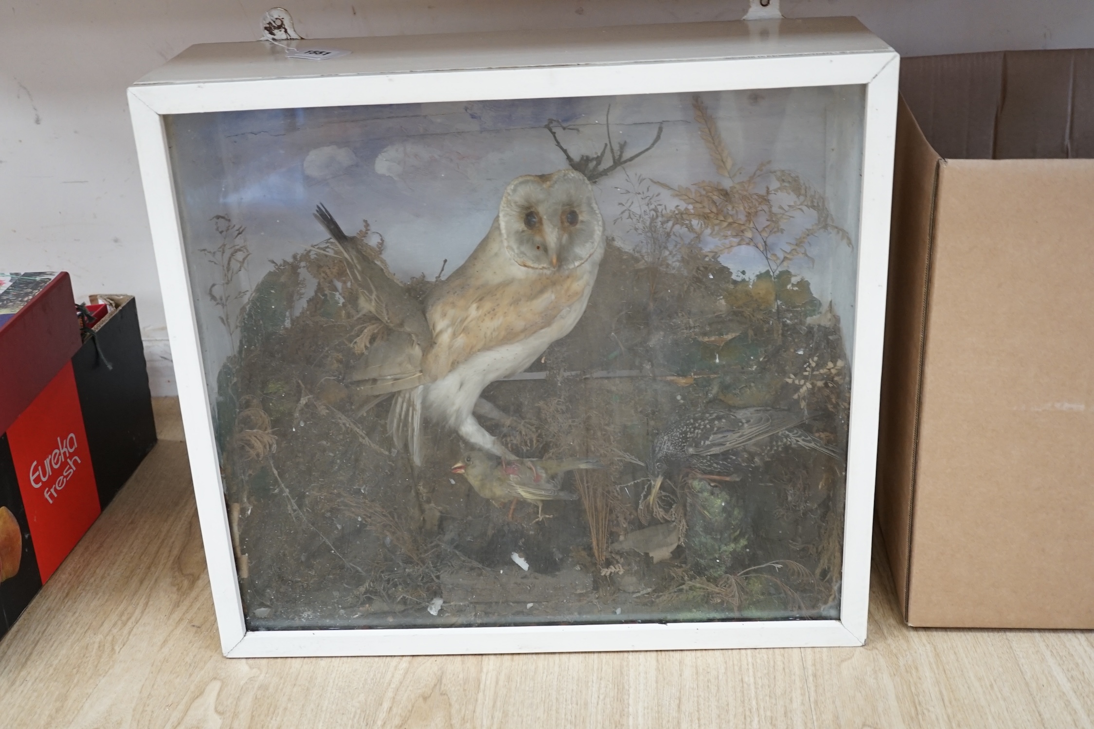 A taxidermy cased barn owl and birds, 51cm high. Condition - fair